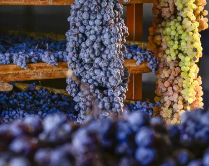 Masterclass Appassimento con Consorzio Valpolicella 